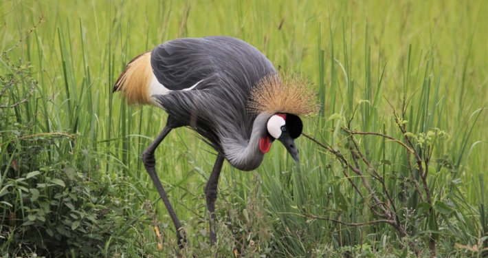 Kronenkranich in Uganda