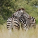 Zebras im Krüger Nationalpark