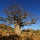 Baobab in Botswana