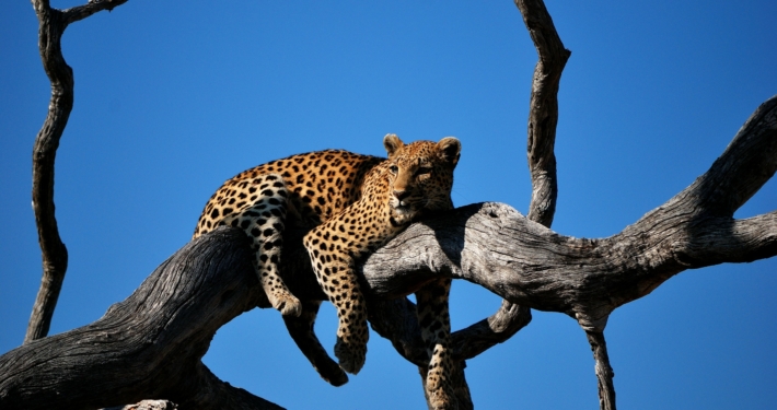 Leopard auf Baum in Botswana