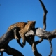 Leopard auf Baum in Botswana