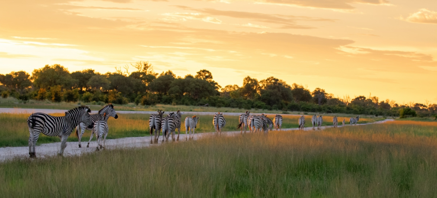 Zebras laufen in der Wüste