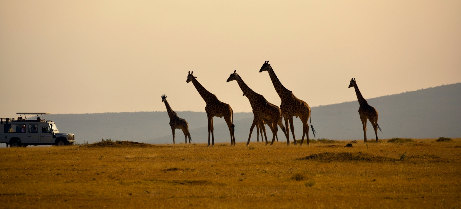 Giraffen in der Serengeti