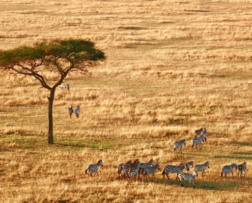 Zebras in der Serengeti