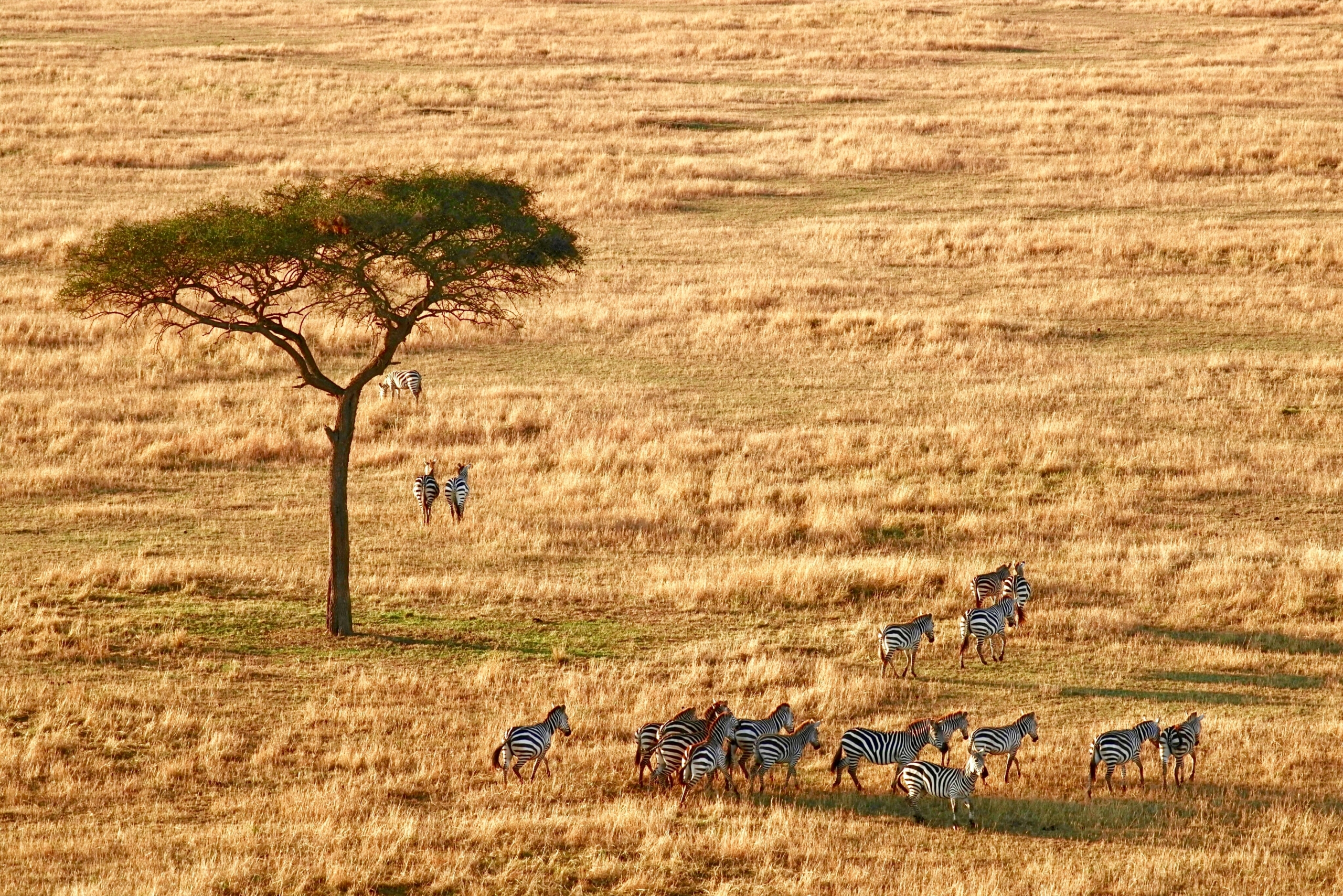 Zebras in der Serengeti