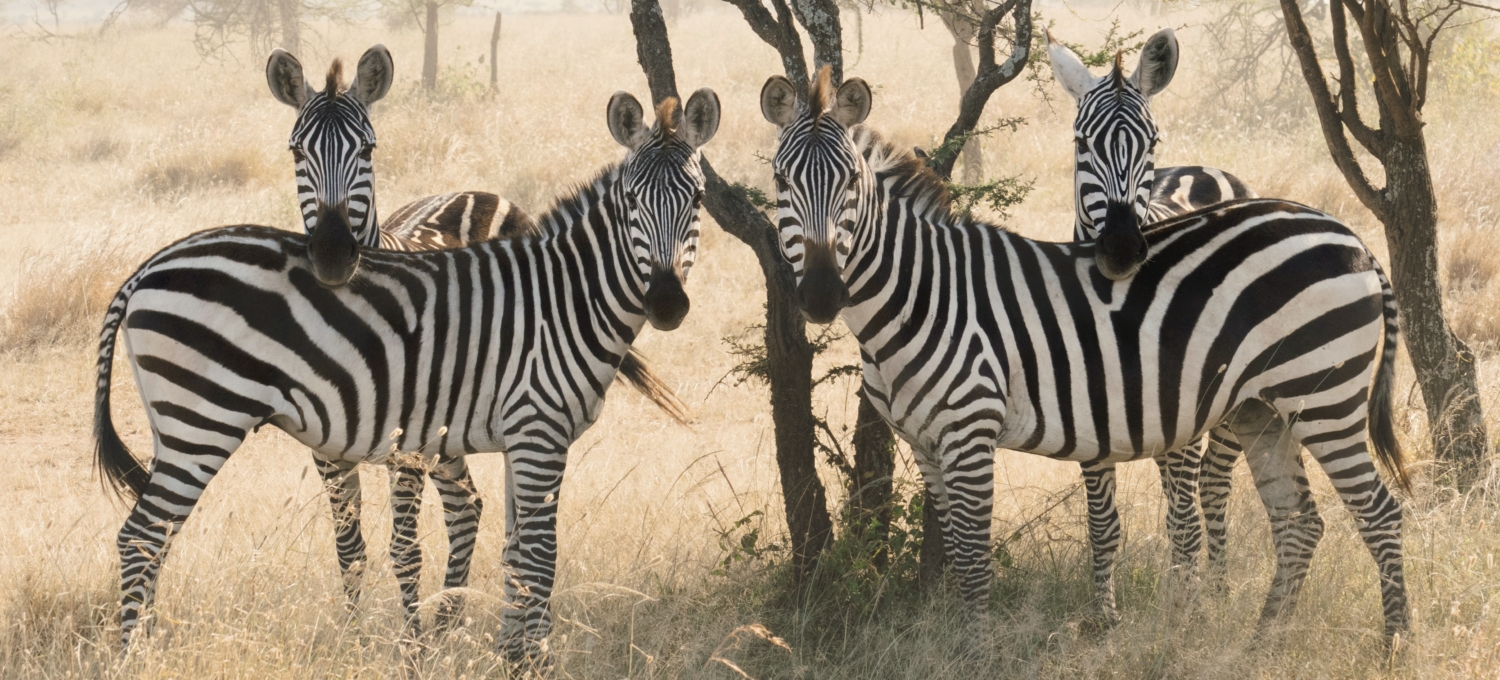 Zebras schauen