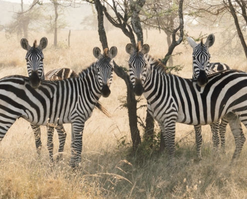 Zebras schauen