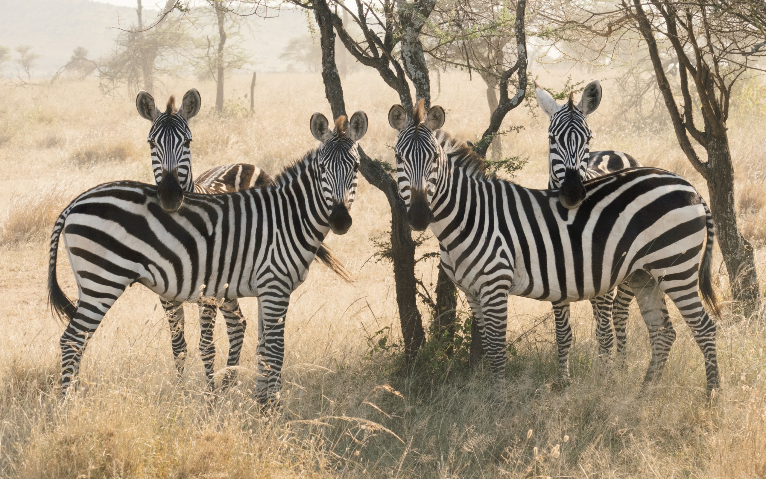 Zebras schauen