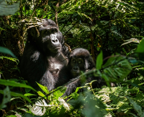 Gorilla Tracking Bwindi Uganda