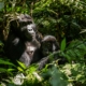 Gorilla Tracking Bwindi Uganda