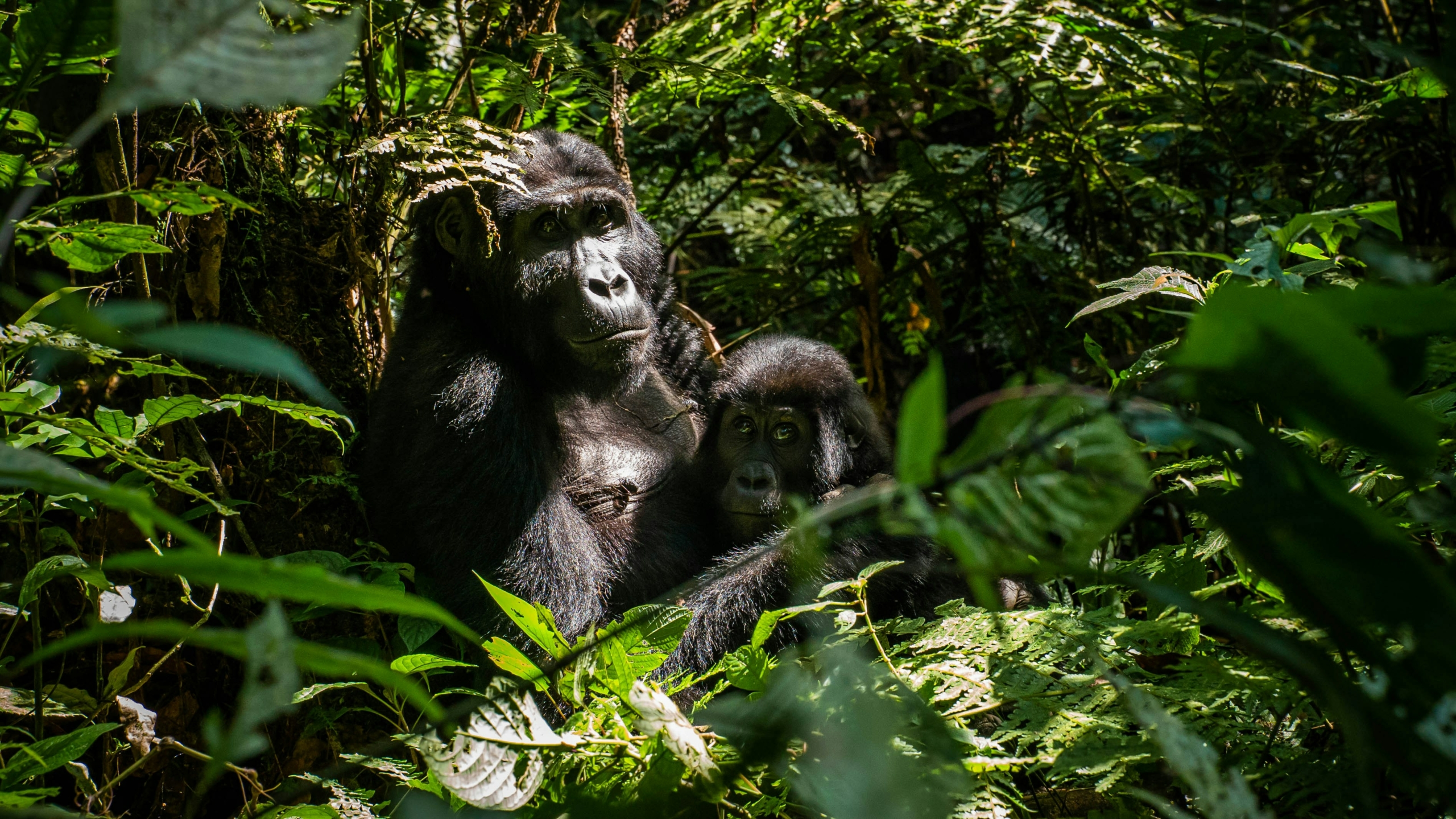 Gorilla Tracking Bwindi Uganda