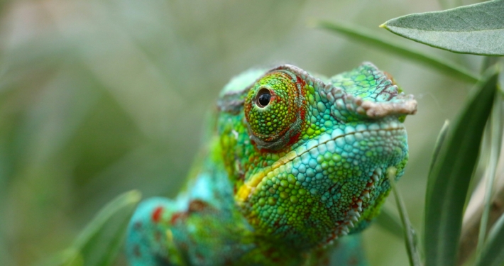 Chamäleon Madagaskar