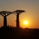Baobabs auf Madagaskar