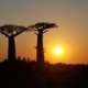 Baobabs auf Madagaskar