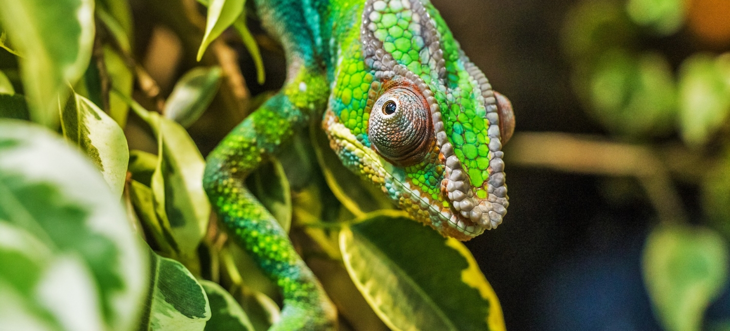Chamäleon im Osten von Madagaskar