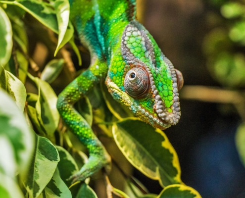 Chamäleon im Osten von Madagaskar