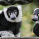 Indri Lemuren in Madagaskar