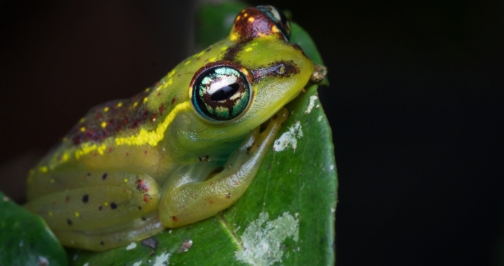 Reptilien auf Madagaskar