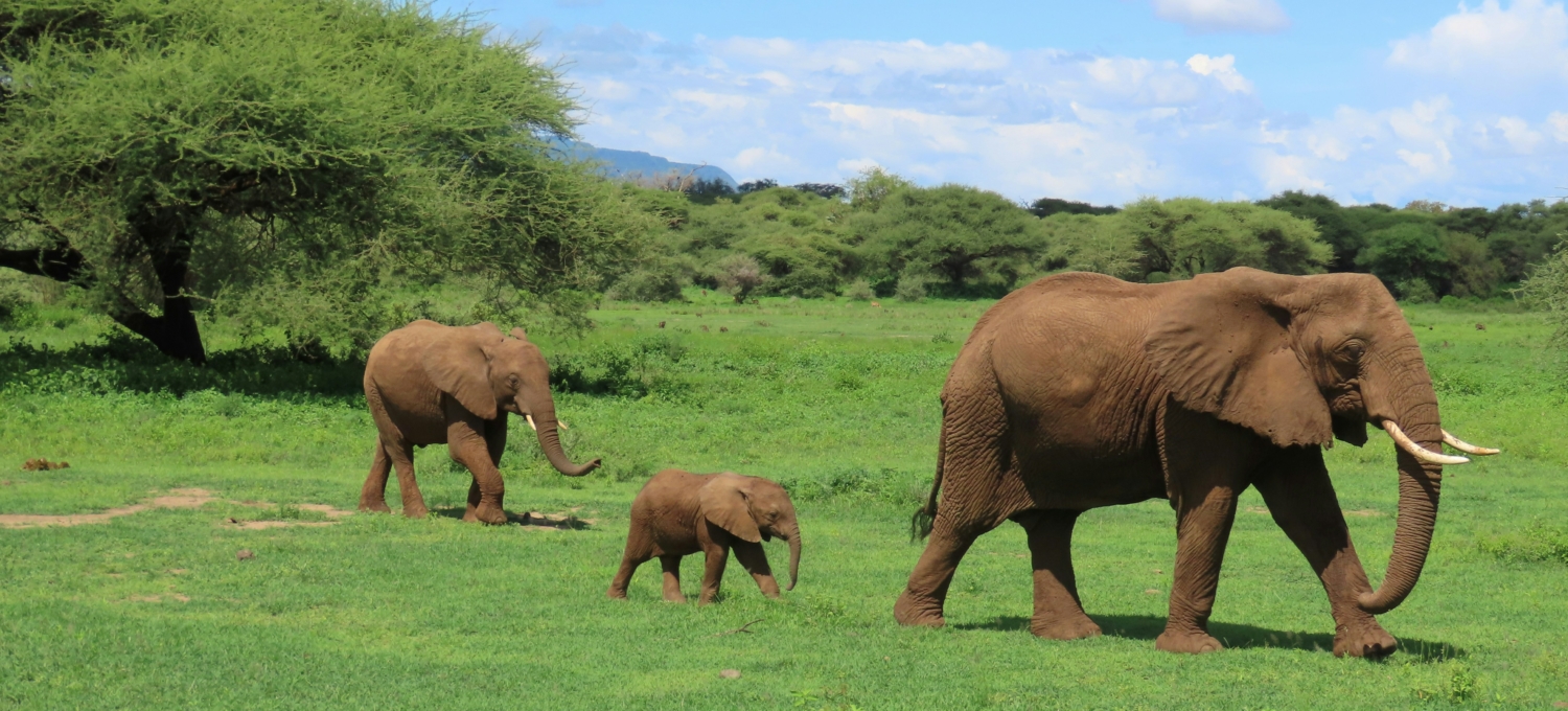 Eelefanten im Serengeti Nationalpark