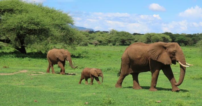 Eelefanten im Serengeti Nationalpark