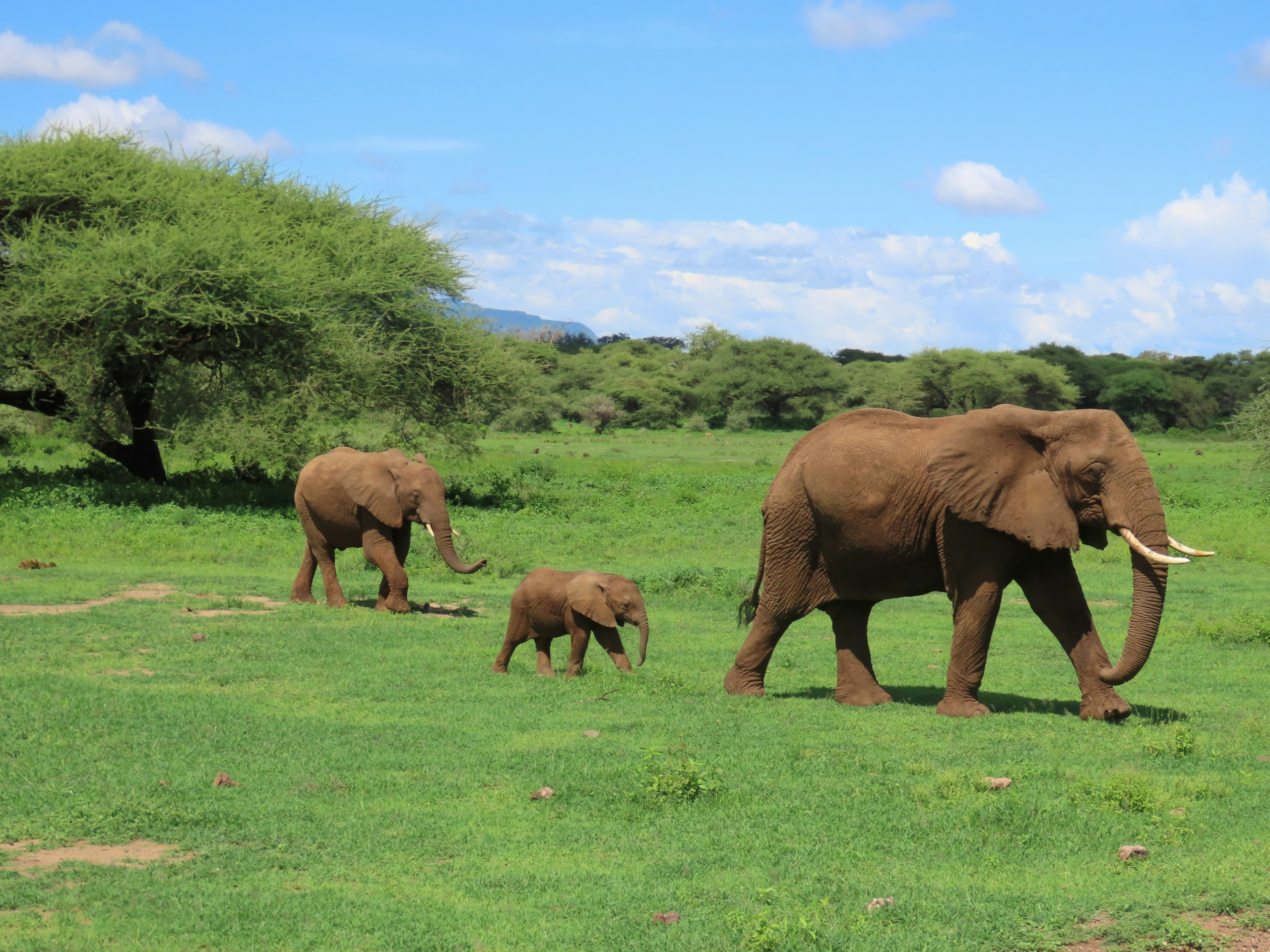 Eelefanten im Serengeti Nationalpark