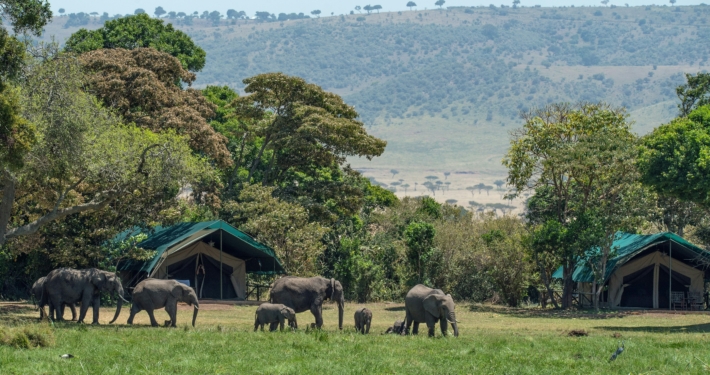 Elefanten im Safari-Camp