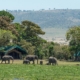 Elefanten im Safari-Camp