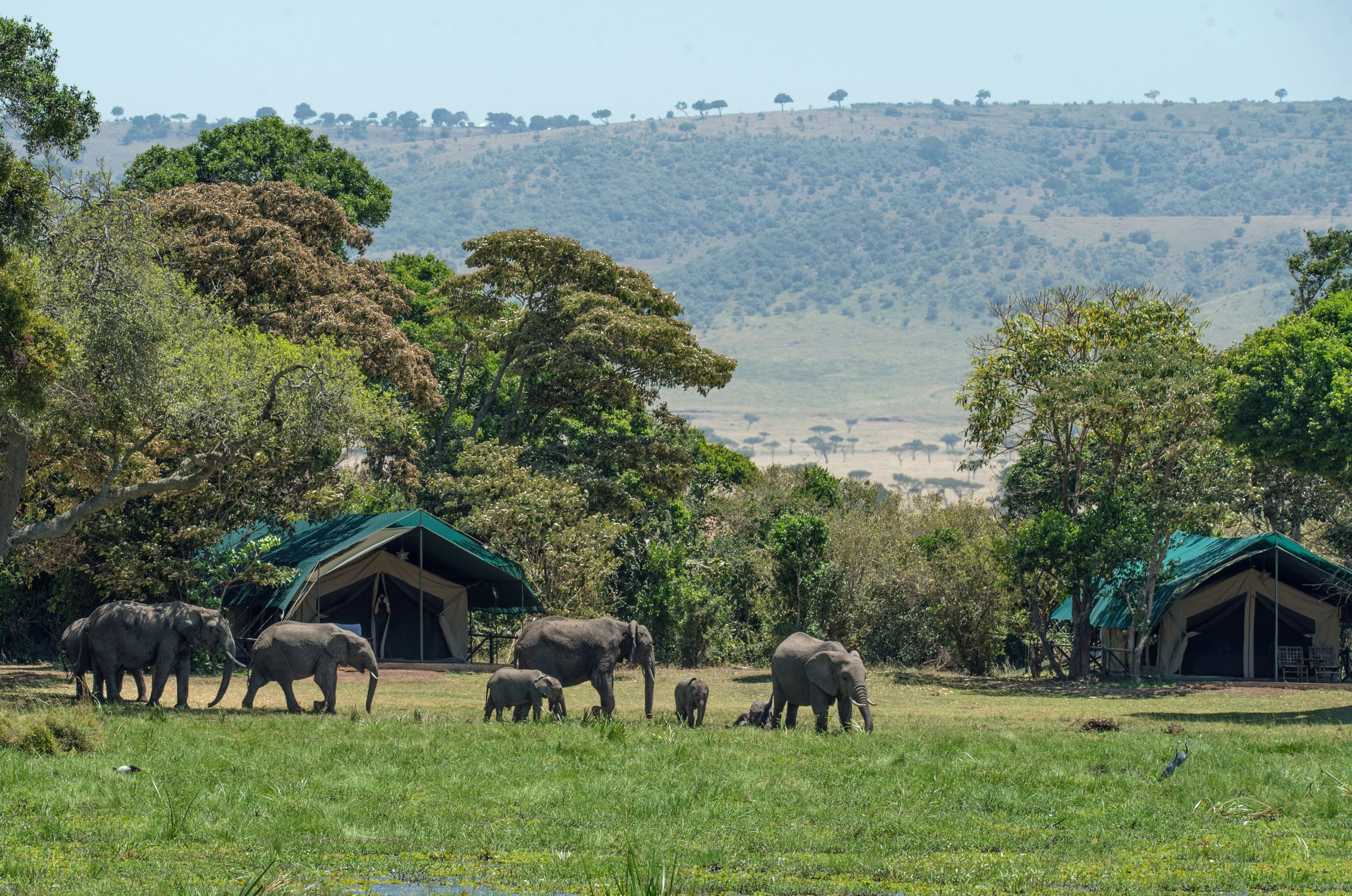 Elefanten im Safari-Camp