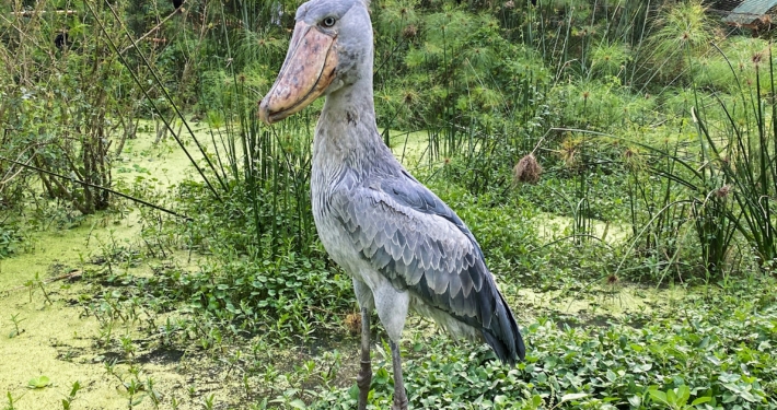 Schuhschnabel in Uganda