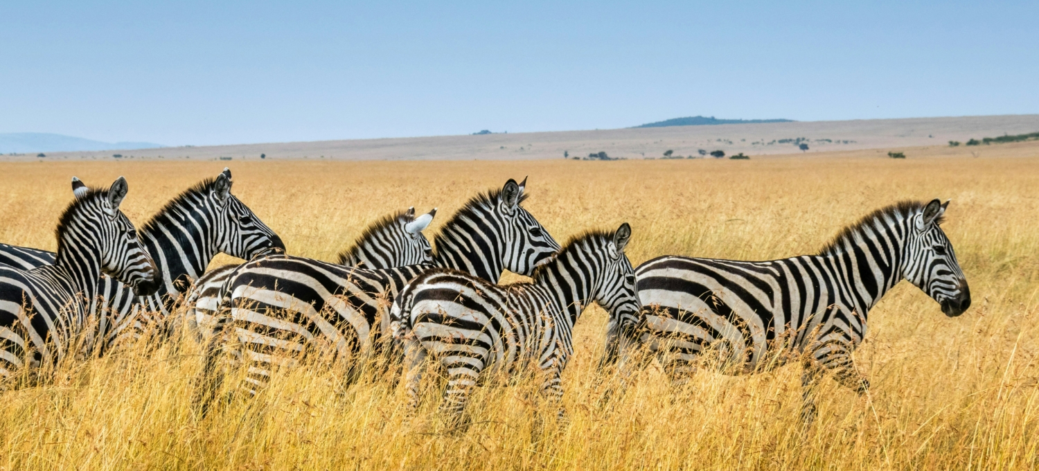 Zebras Maasai Mara