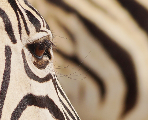 Zebra im Etosha Namibia
