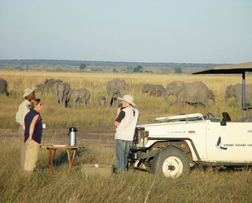 Chobe Safari Lodge Safaris