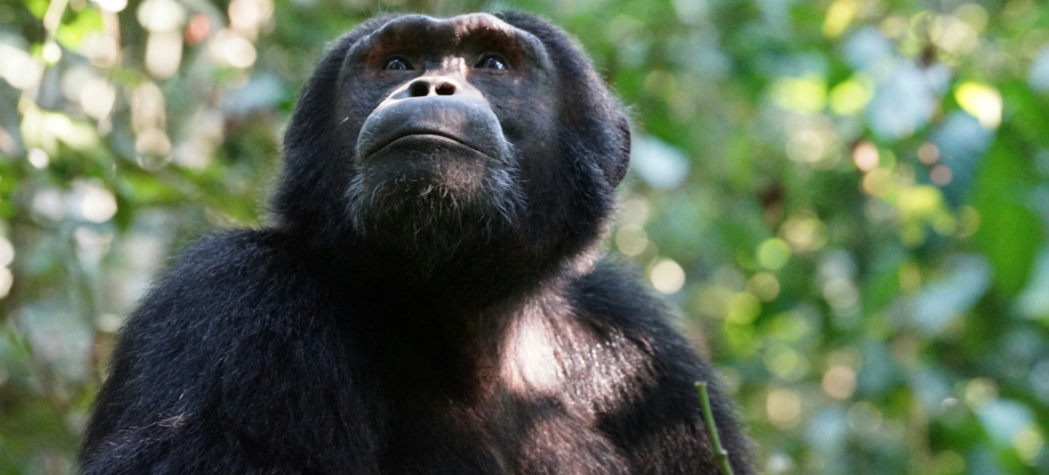 neuigkeiten uganda reise