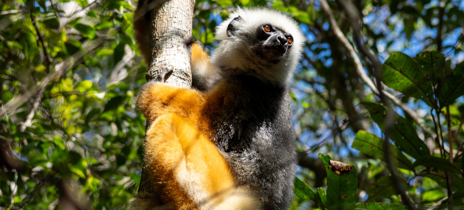 Diademsifaka Analamazaotra