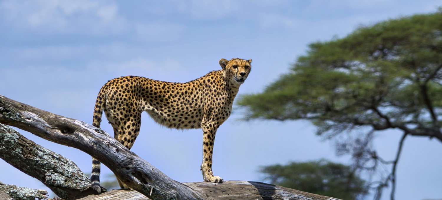 Leopard in Afrika