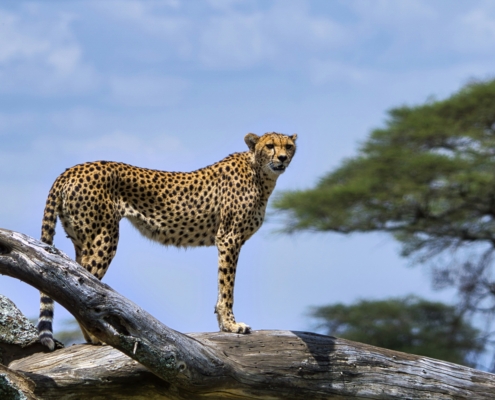 Leopard in Afrika