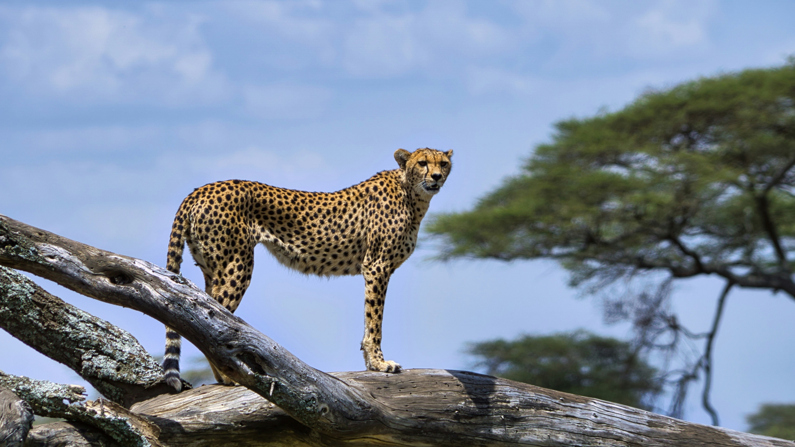 Leopard in Afrika
